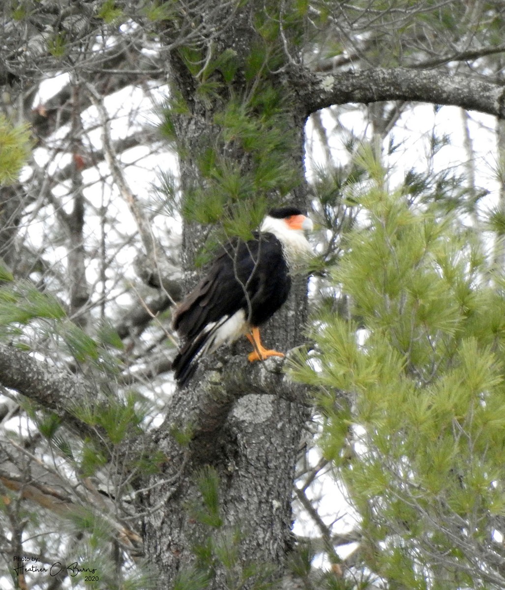 Crested Caracara (Northern) - ML213886331
