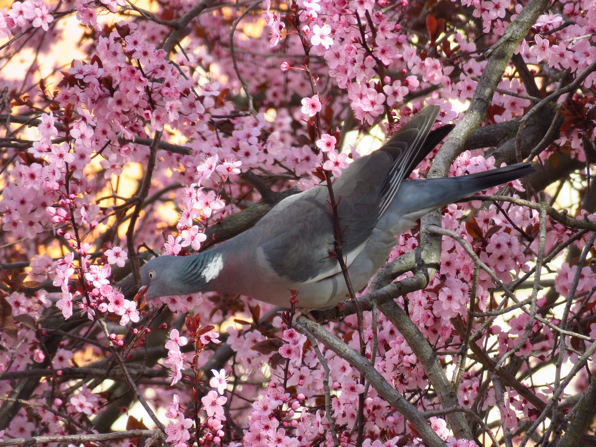 Common Wood-Pigeon - Miguel Ángel Madrid Gómez