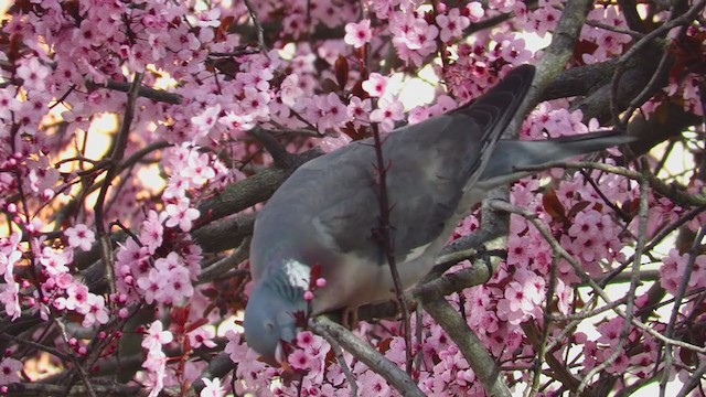 Common Wood-Pigeon - ML213887601