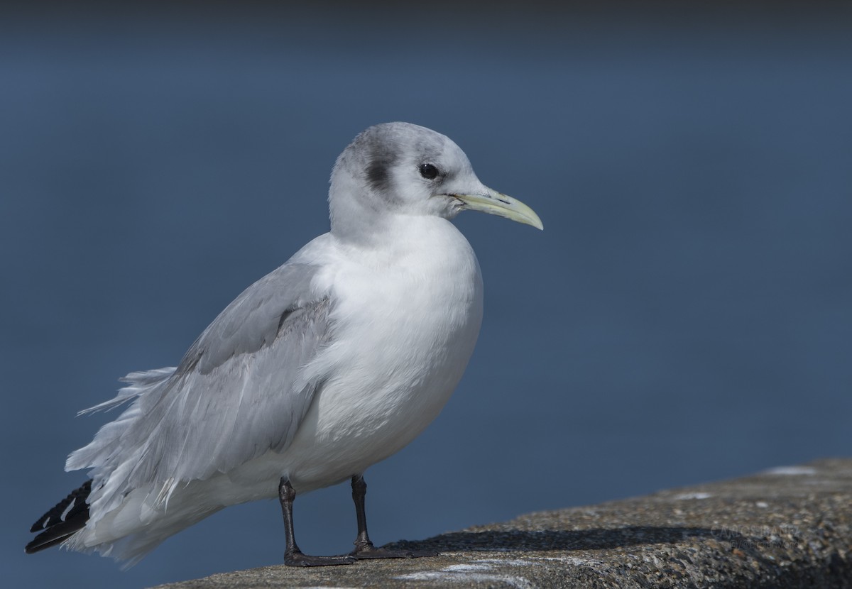 Black-legged Kittiwake - Observador de Aves