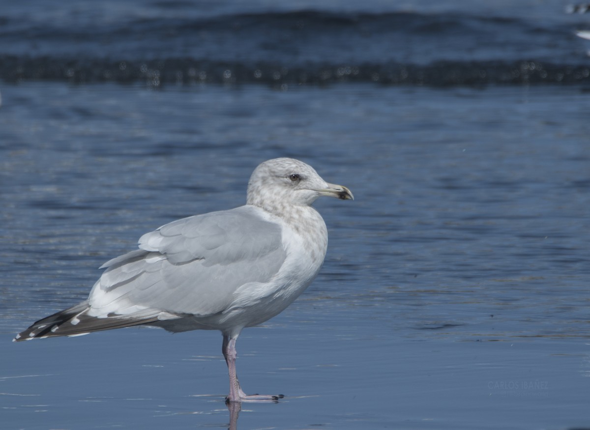 Iceland Gull (Thayer's) - Anonymous