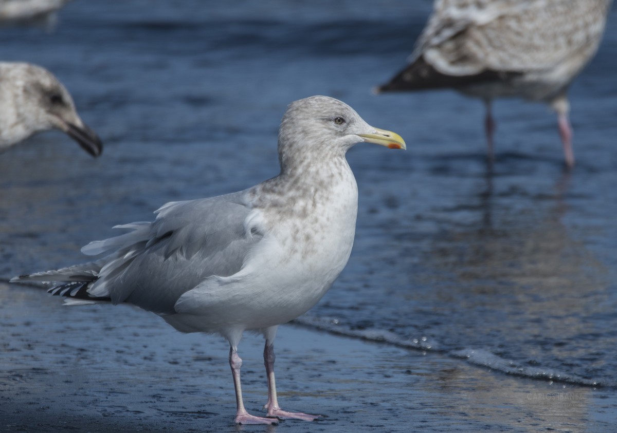 Iceland Gull (Thayer's) - Observador de Aves