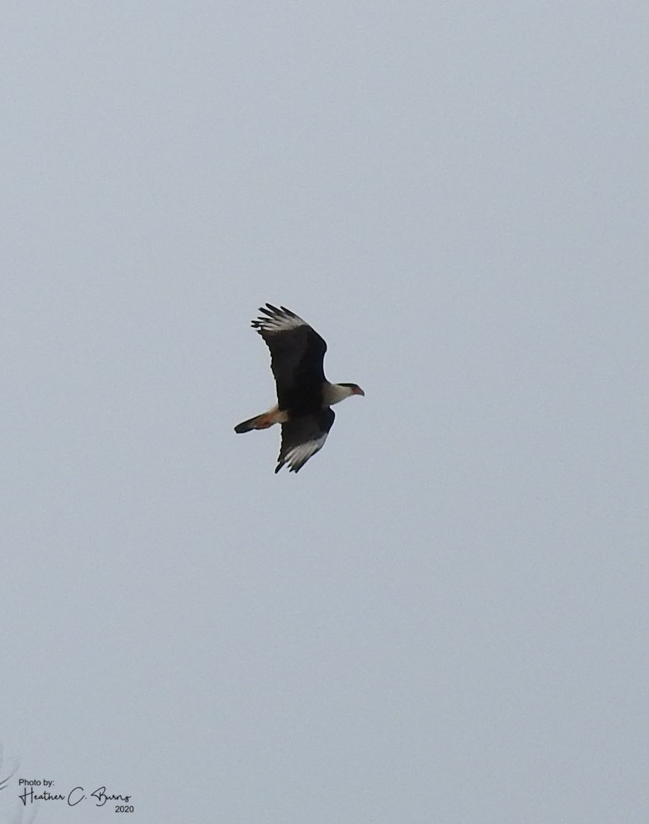 Crested Caracara (Northern) - ML213888161