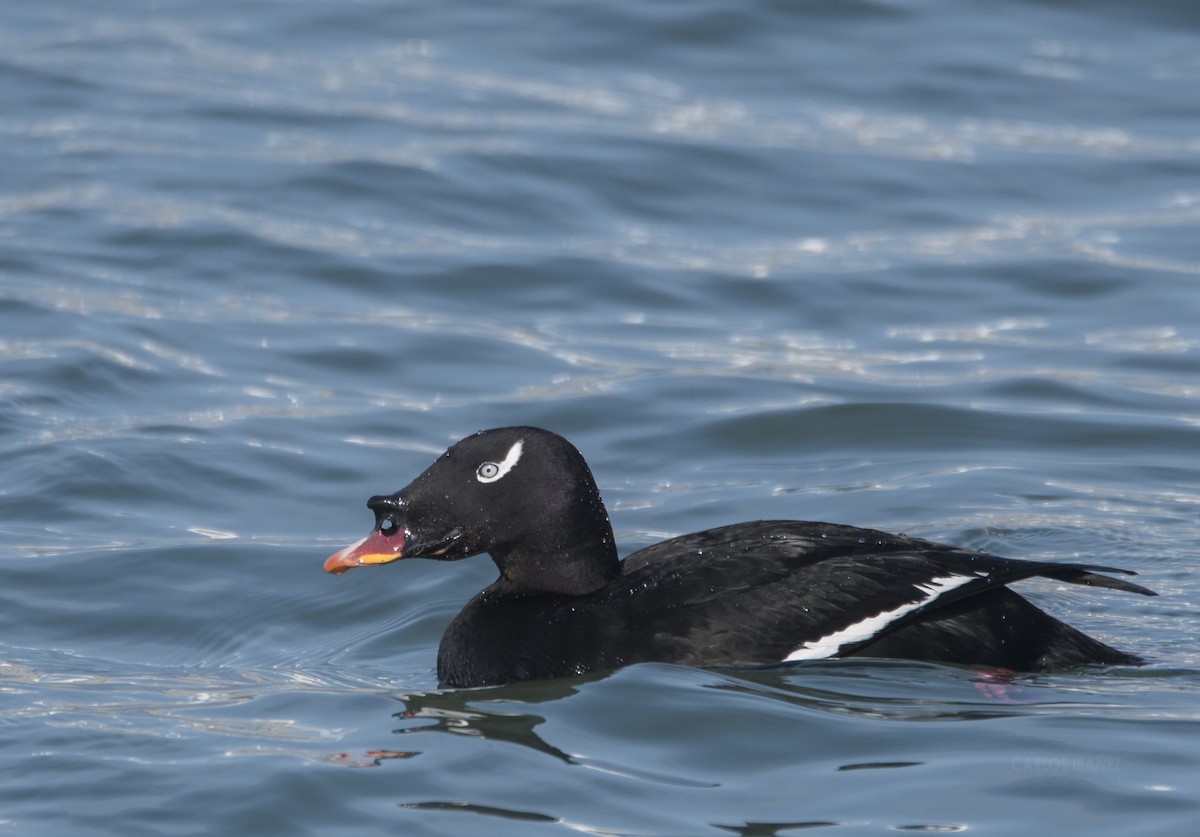 Stejneger's Scoter - Anonymous