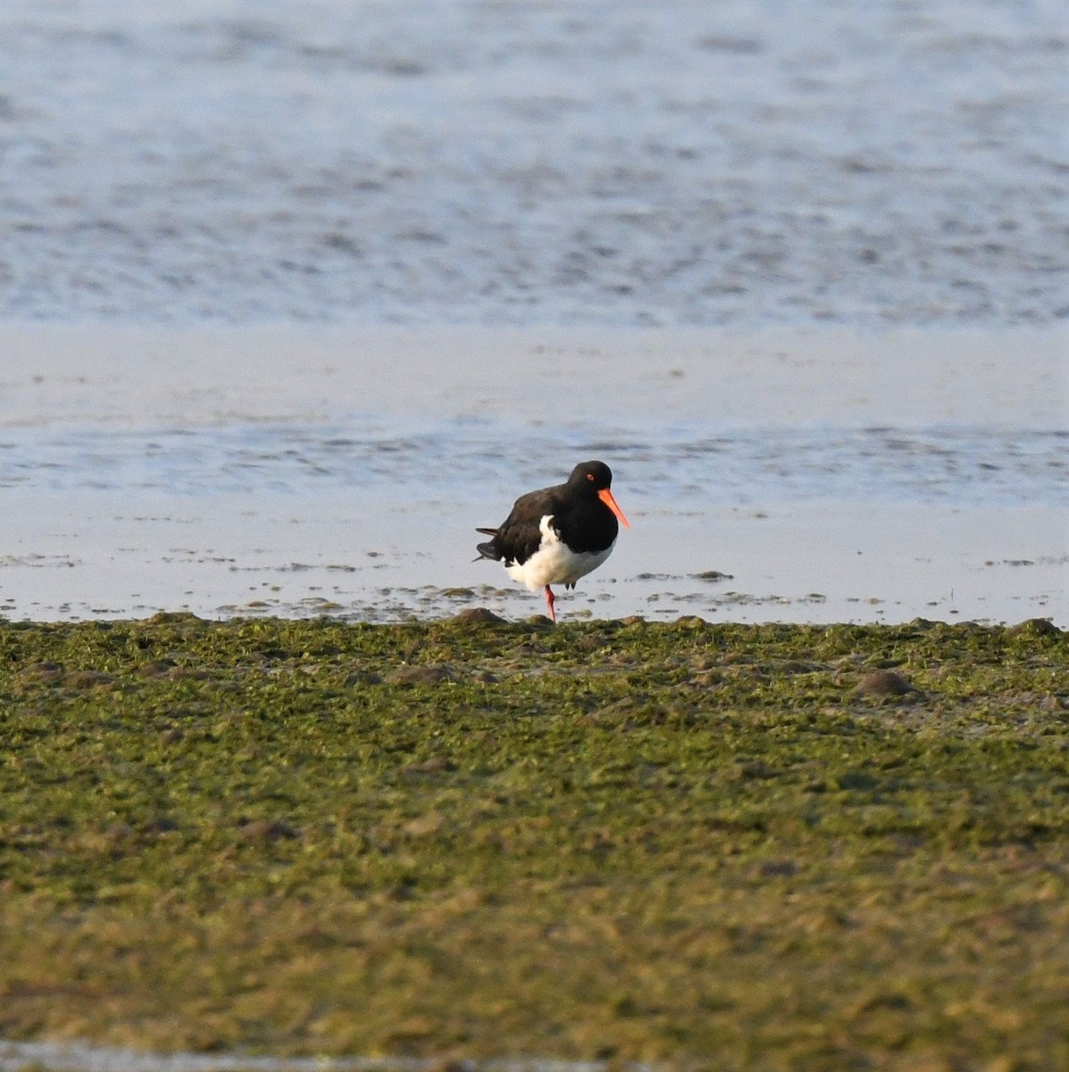 Pied Oystercatcher - ML213888661