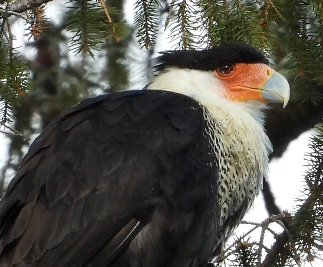 Crested Caracara (Northern) - ML213890151