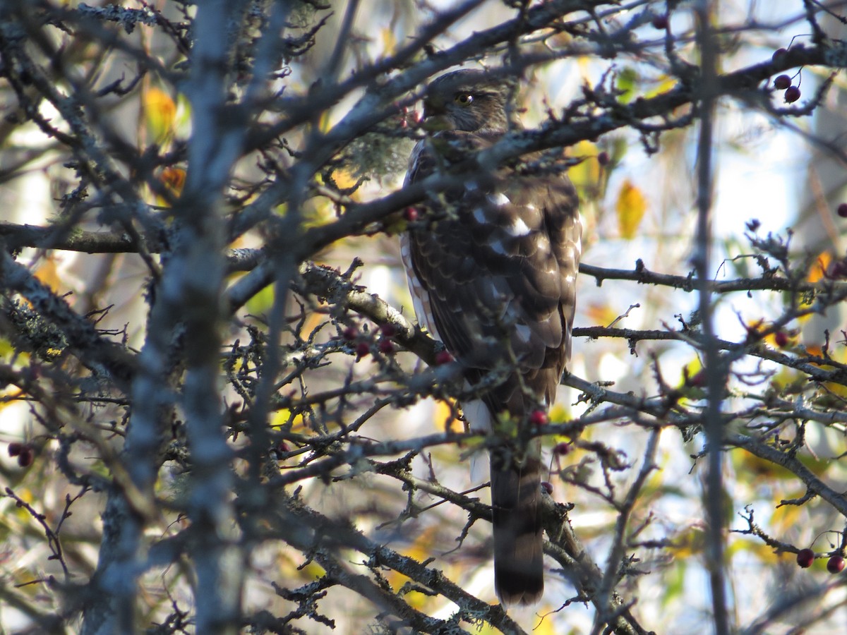 Sharp-shinned Hawk - ML21389131