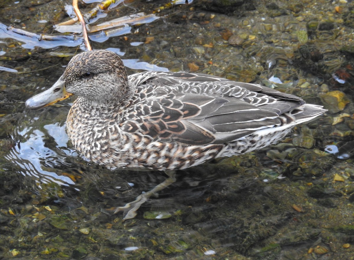 Green-winged Teal (Eurasian) - ML213892031