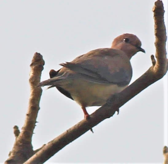 Laughing Dove - ML213894231