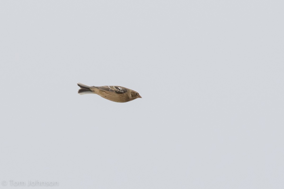 Smith's Longspur - ML21389441