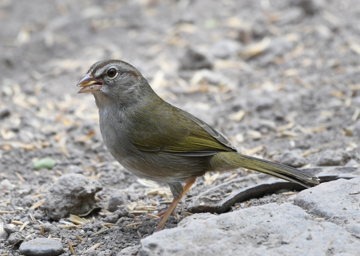 Olive Sparrow - Tom Unsicker
