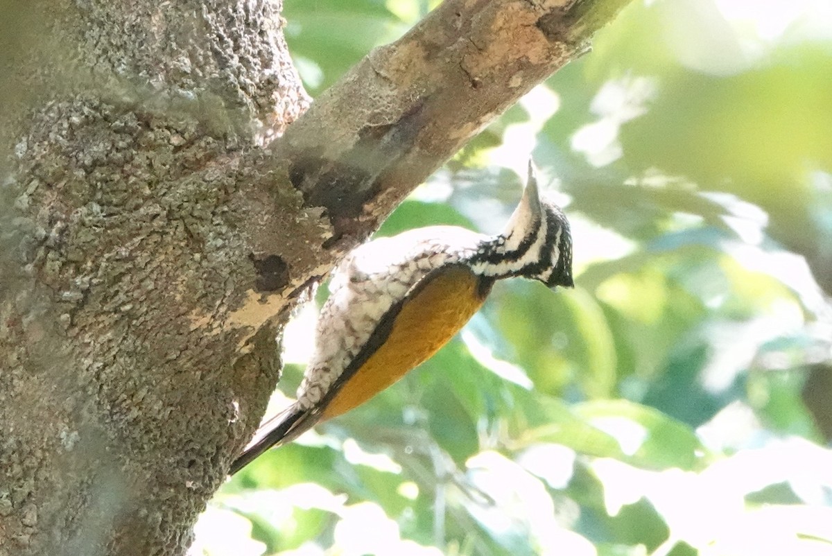 Common Flameback - ML213894441