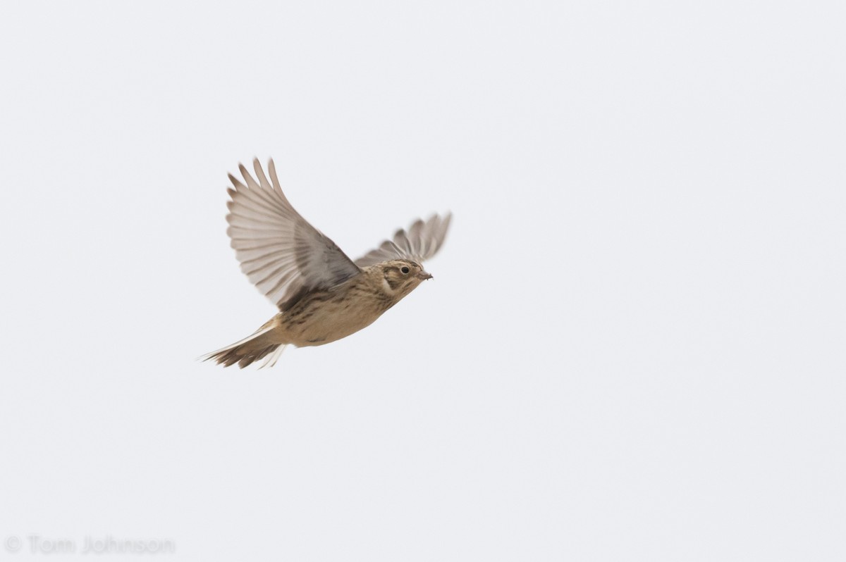 Smith's Longspur - ML21389491