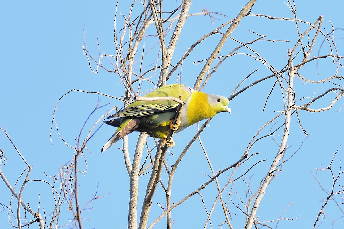 Yellow-footed Green-Pigeon - ML213895021