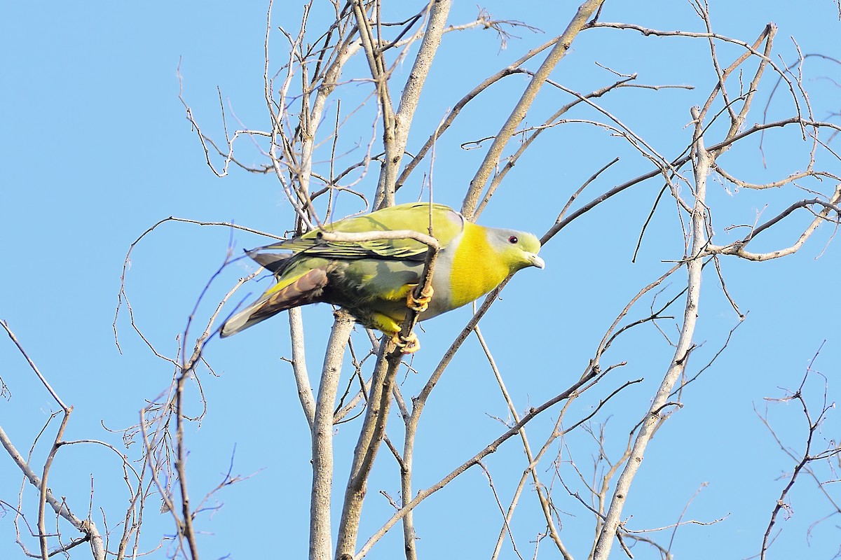 Yellow-footed Green-Pigeon - ML213895041