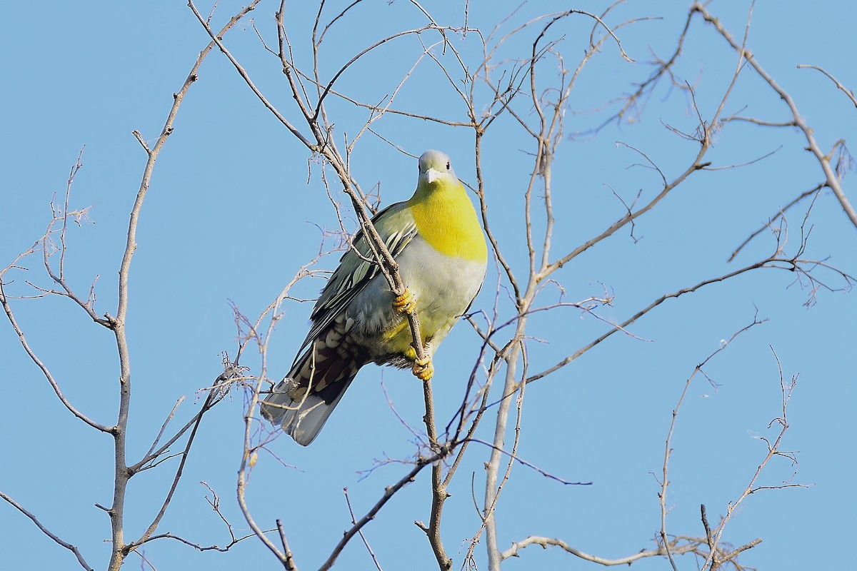 Yellow-footed Green-Pigeon - ML213895091