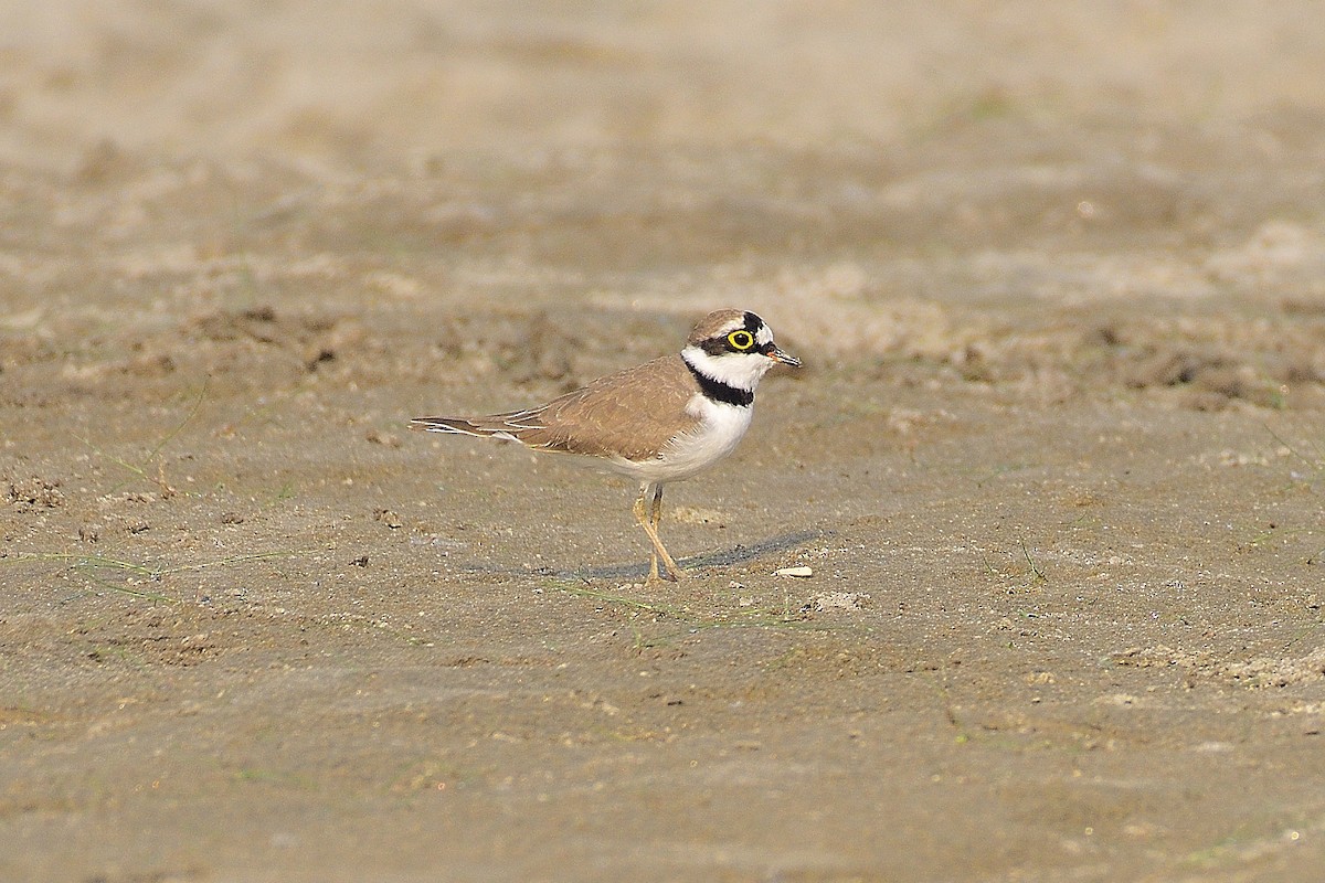 Little Ringed Plover - xiwen CHEN