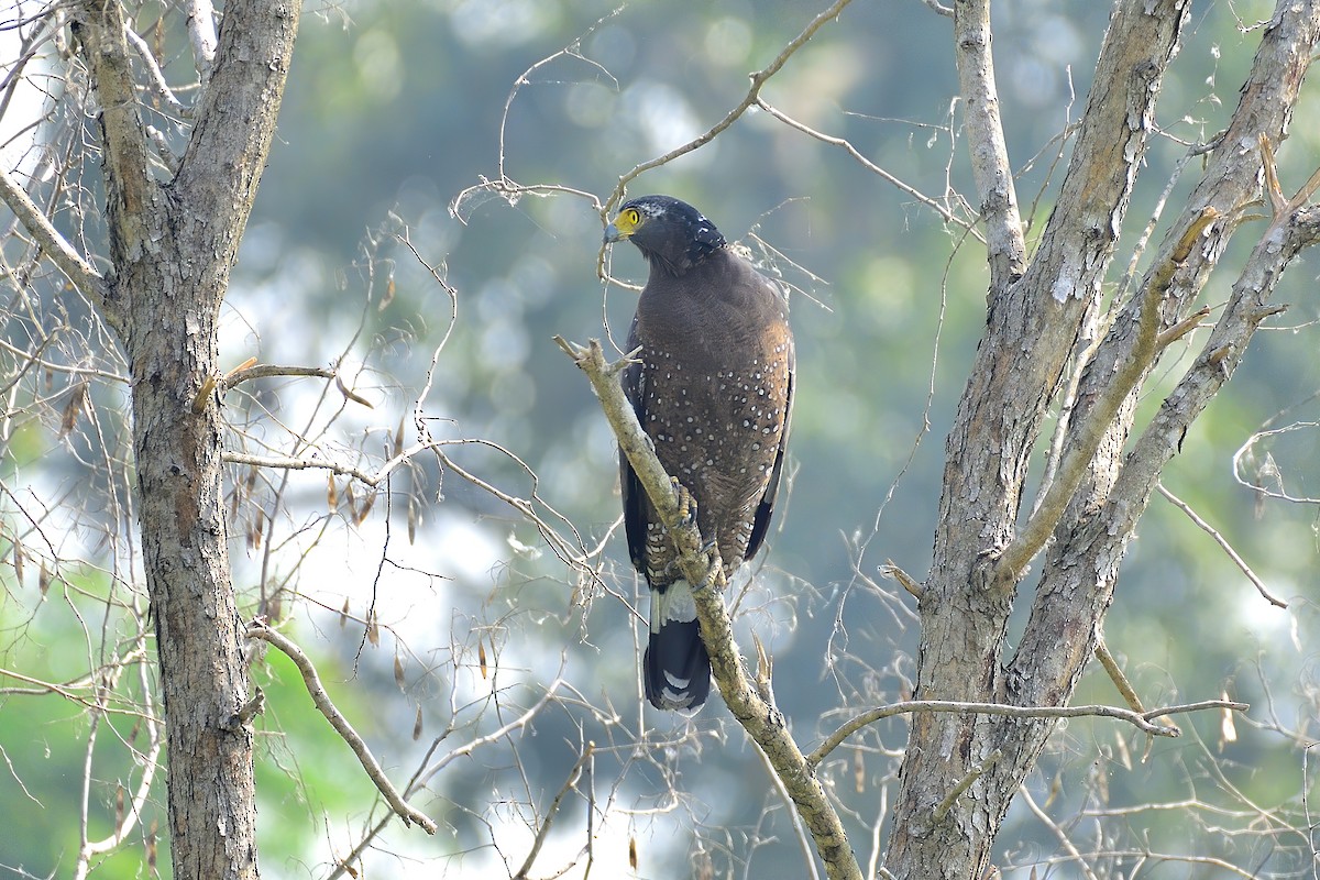 Crested Serpent-Eagle - ML213896261