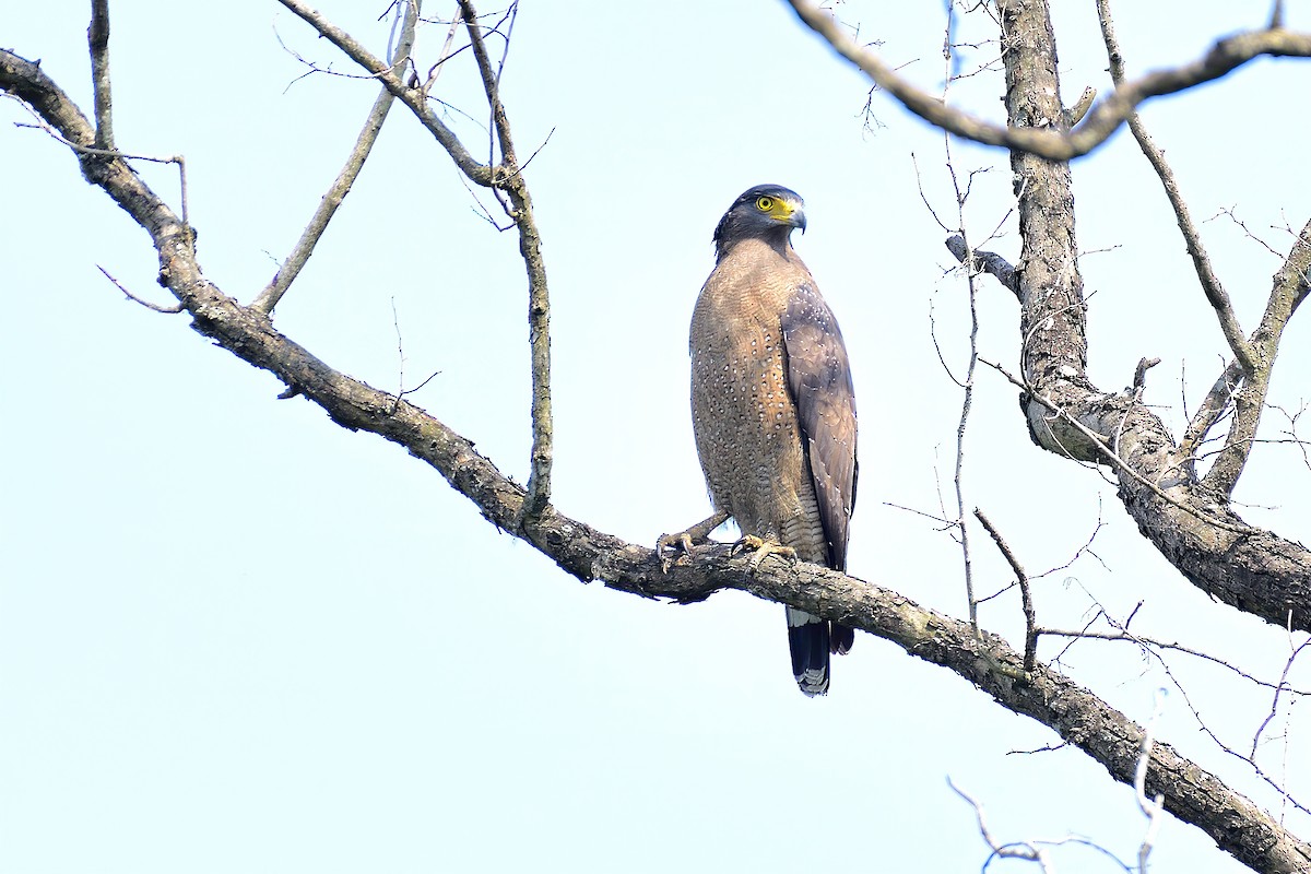 Crested Serpent-Eagle - ML213896271