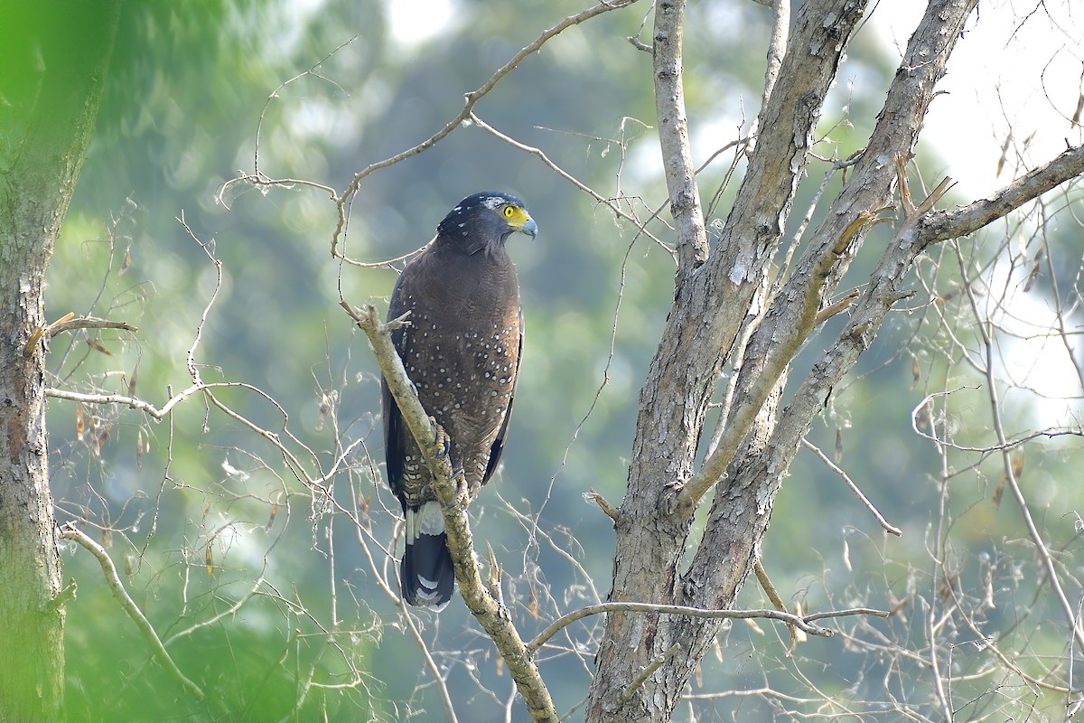 Crested Serpent-Eagle - ML213896301
