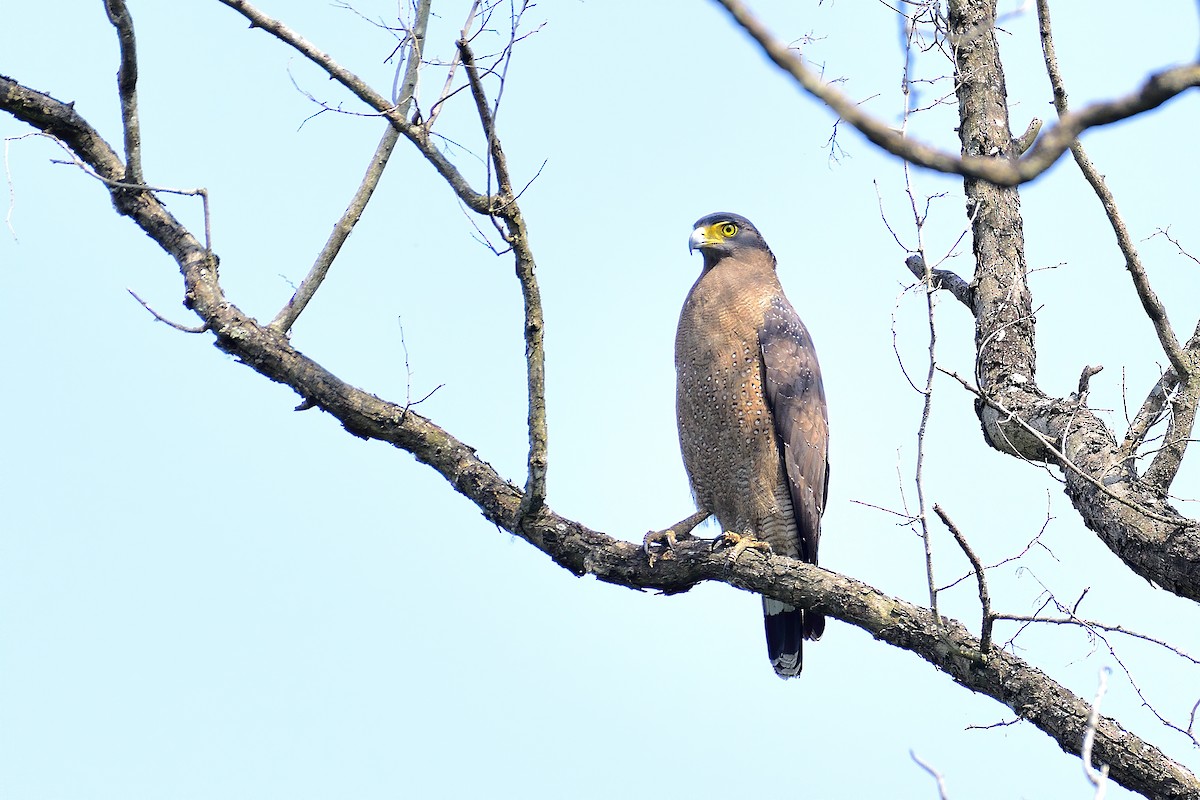 Crested Serpent-Eagle - ML213896351