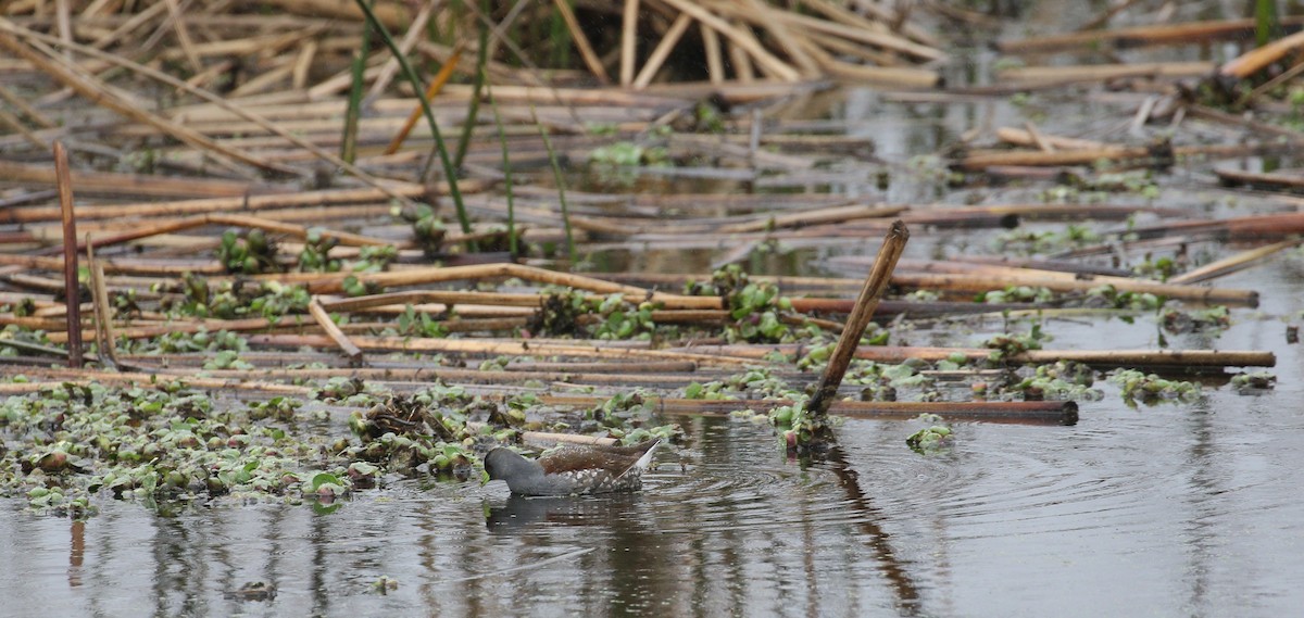 Spot-flanked Gallinule - simon walkley