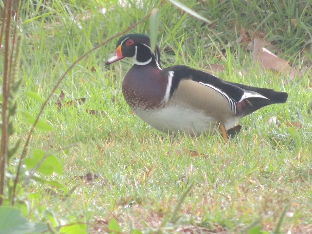 Wood Duck - ML21389841