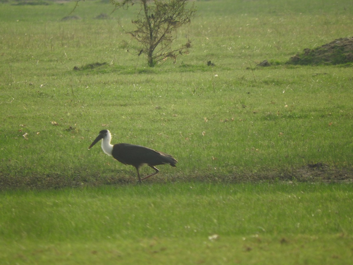 Asian Woolly-necked Stork - ML213898511