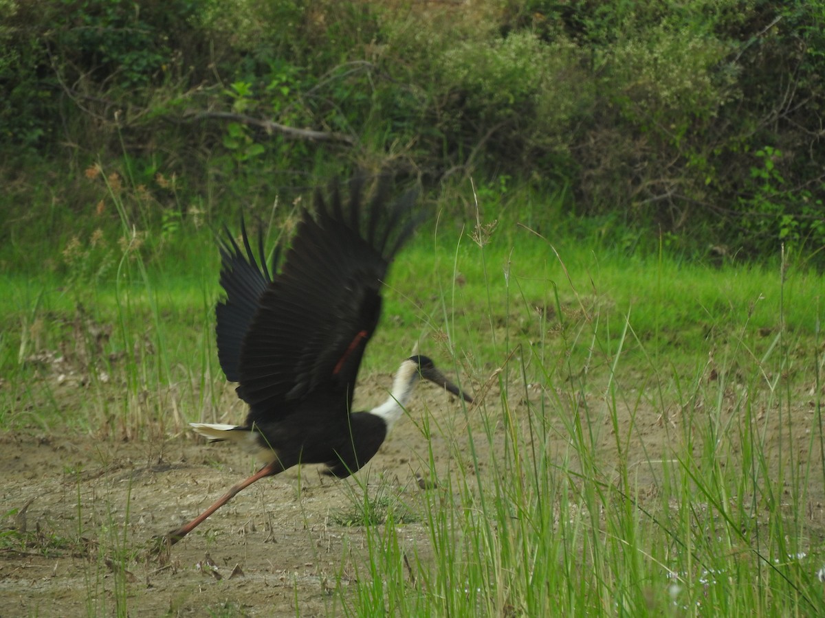Asian Woolly-necked Stork - Amara Bharathy