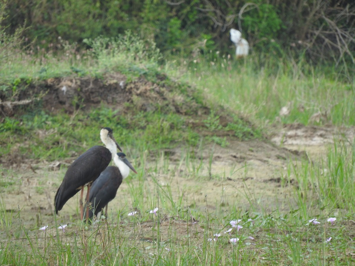 Asian Woolly-necked Stork - ML213898561