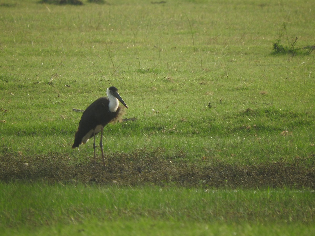 Asian Woolly-necked Stork - ML213898571
