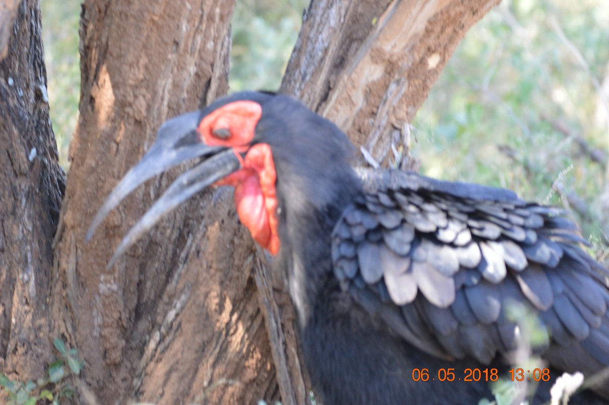 Southern Ground-Hornbill - ML213900001