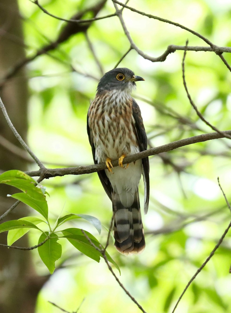 Hodgson's Hawk-Cuckoo - Ng SH