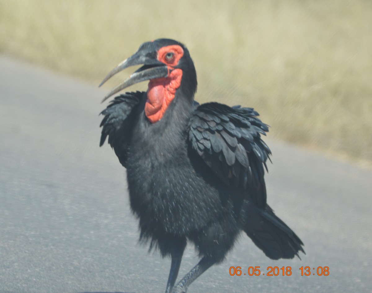 Southern Ground-Hornbill - ML213900411