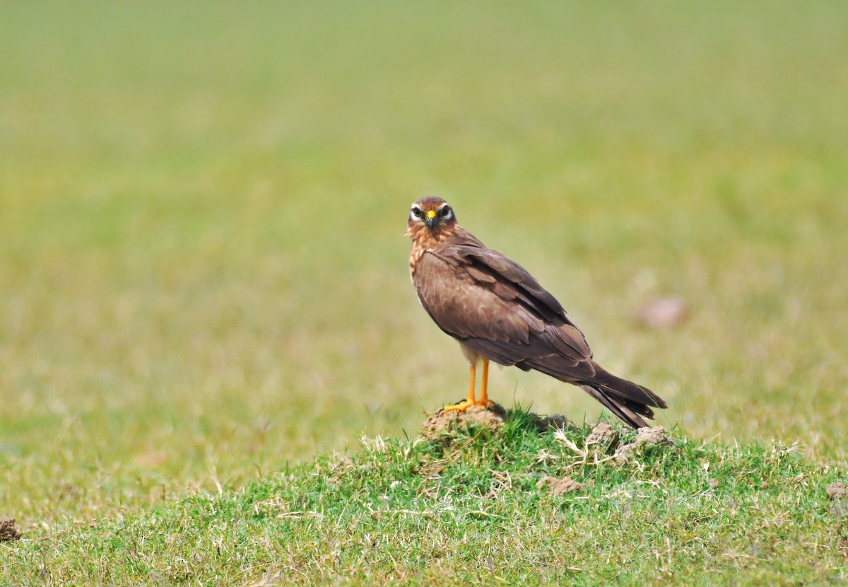 Montagu's Harrier - ML213901001