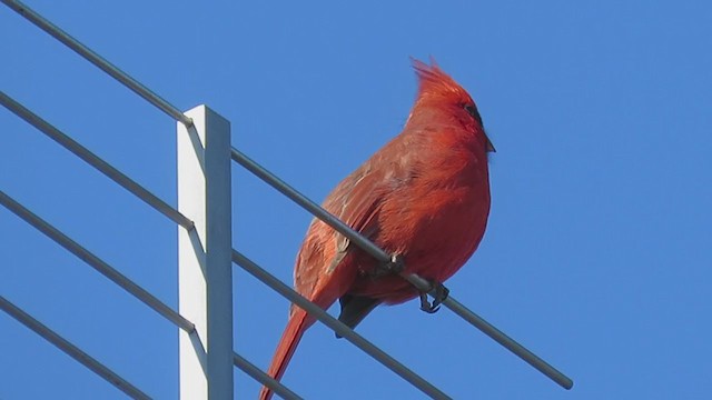 Cardinal rouge - ML213903681