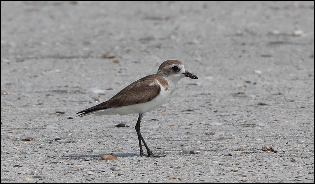 Tibetan Sand-Plover - Tom Pavlik