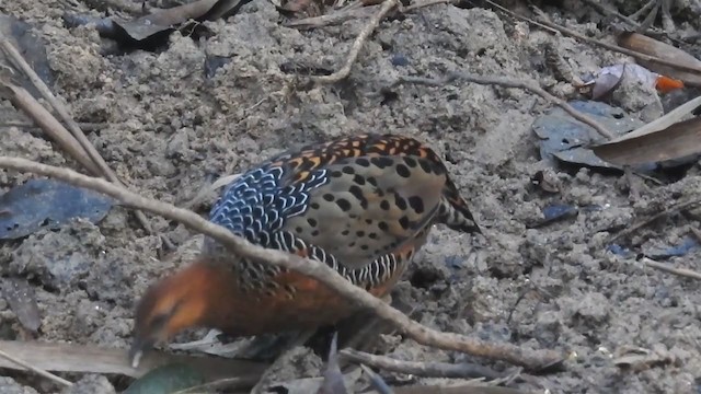 Ferruginous Partridge - ML213905111