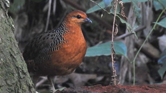 Ferruginous Partridge - ML213905151