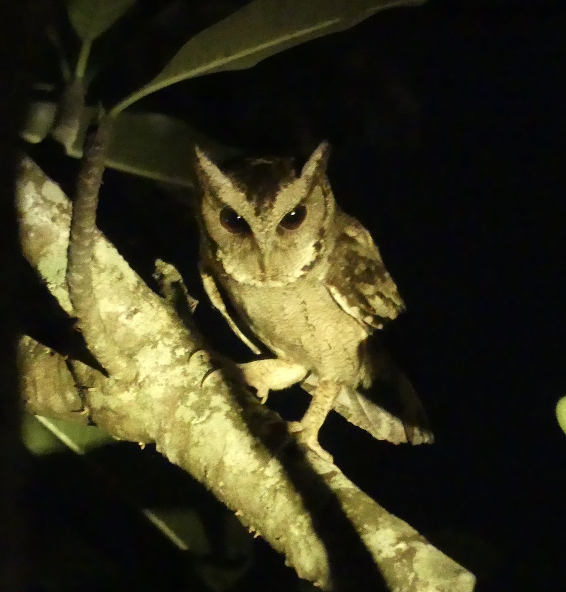 Collared Scops-Owl - ML213905341