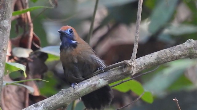 Fluffy-backed Tit-Babbler - ML213905571