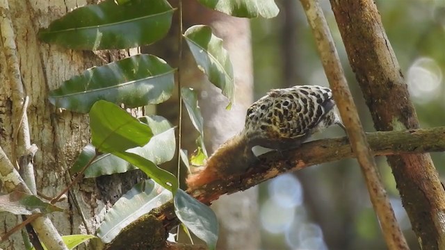 Gray-and-buff Woodpecker - ML213905761