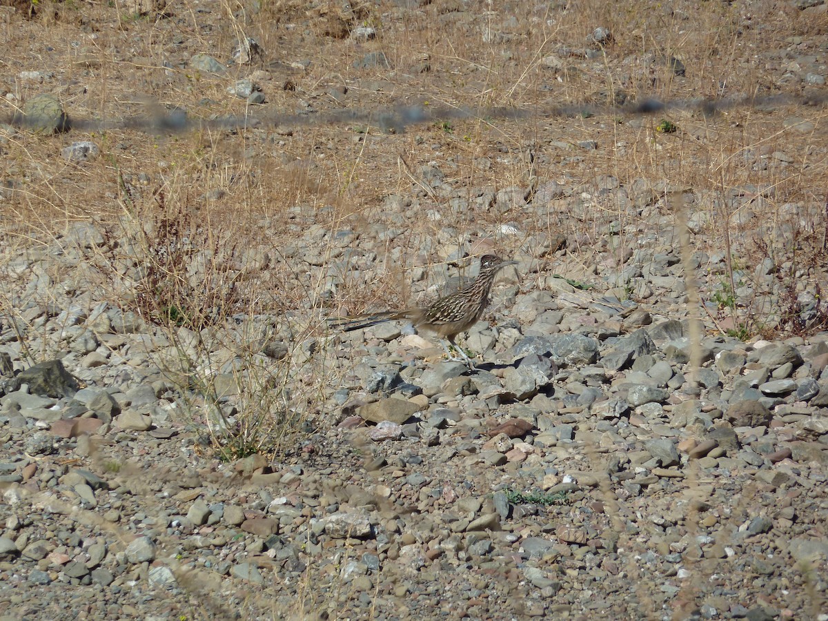 Greater Roadrunner - ML213906201