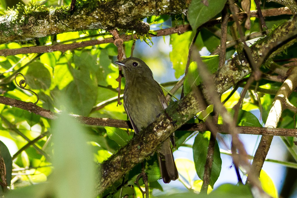 Llorón Verdoso - ML213906631