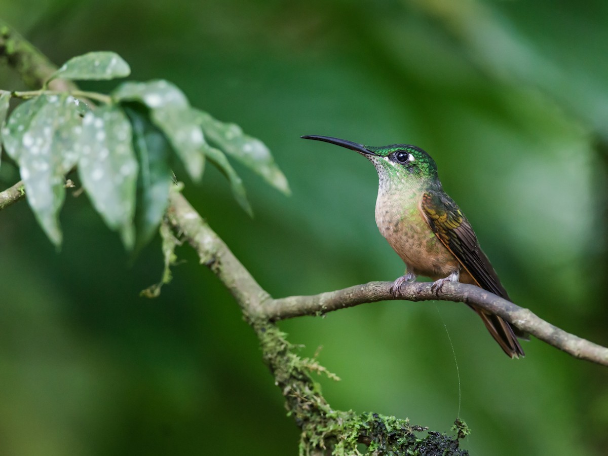 Fawn-breasted Brilliant - ML213908191