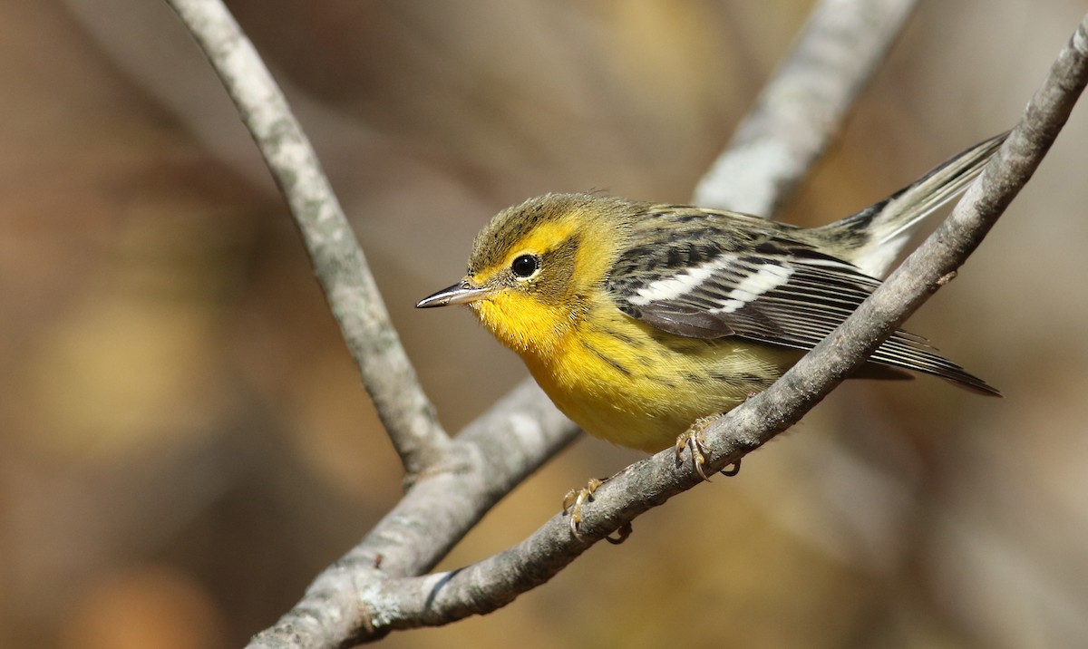 Blackburnian Warbler - Luke Seitz