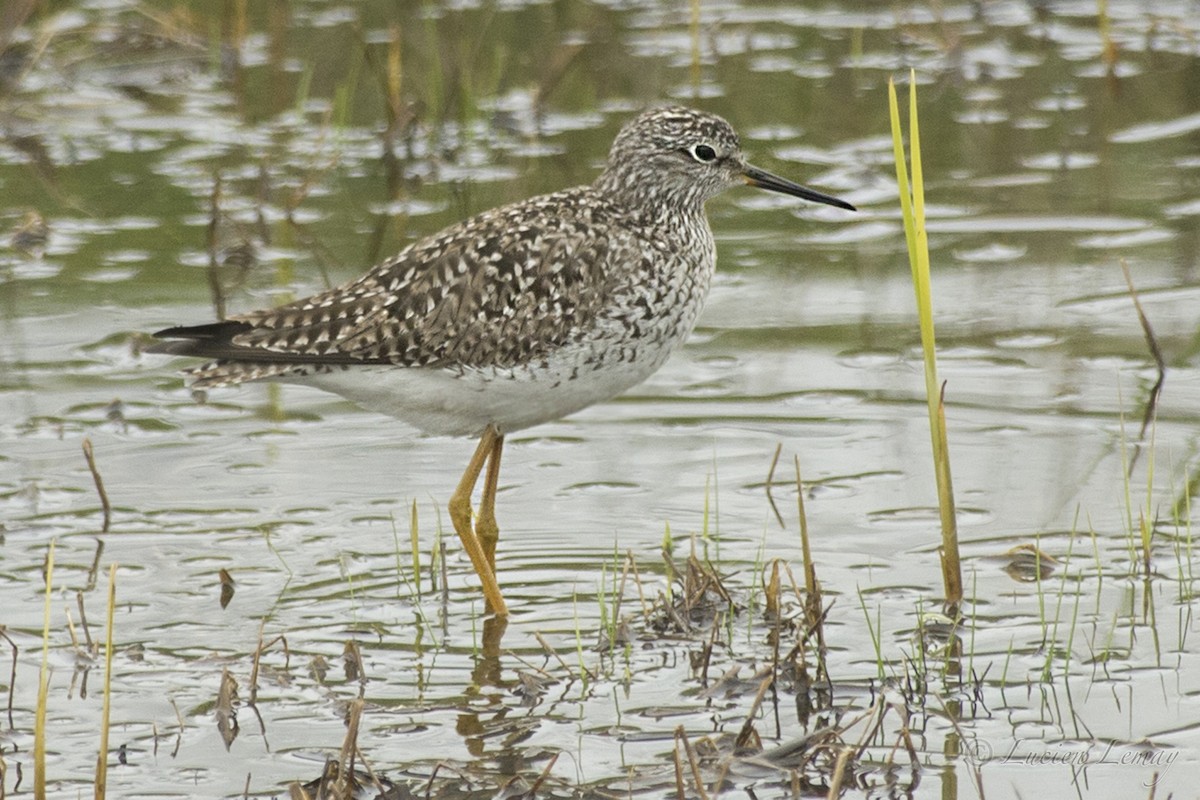 Lesser Yellowlegs - ML213908851