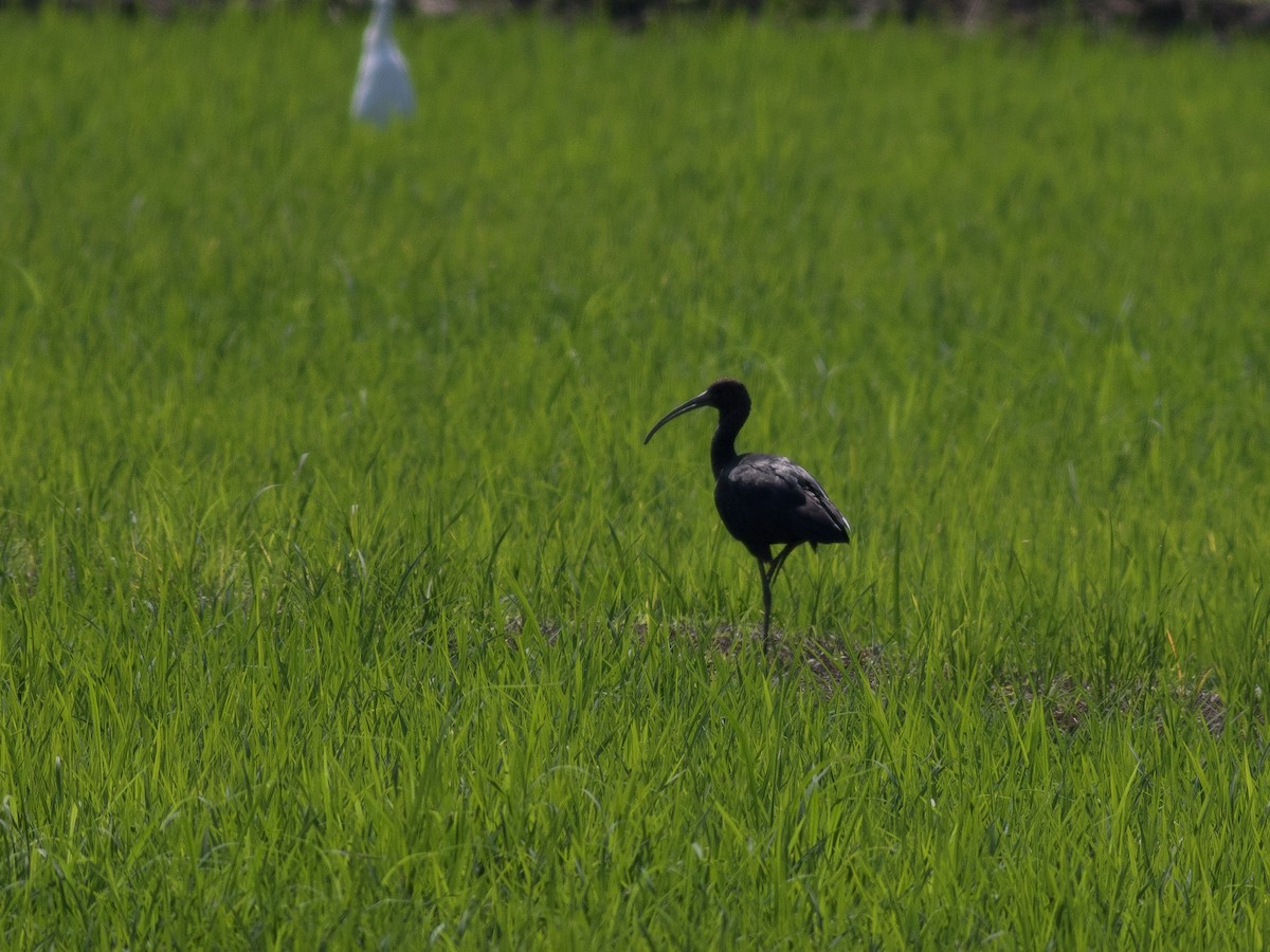 ibis hnědý - ML213910261