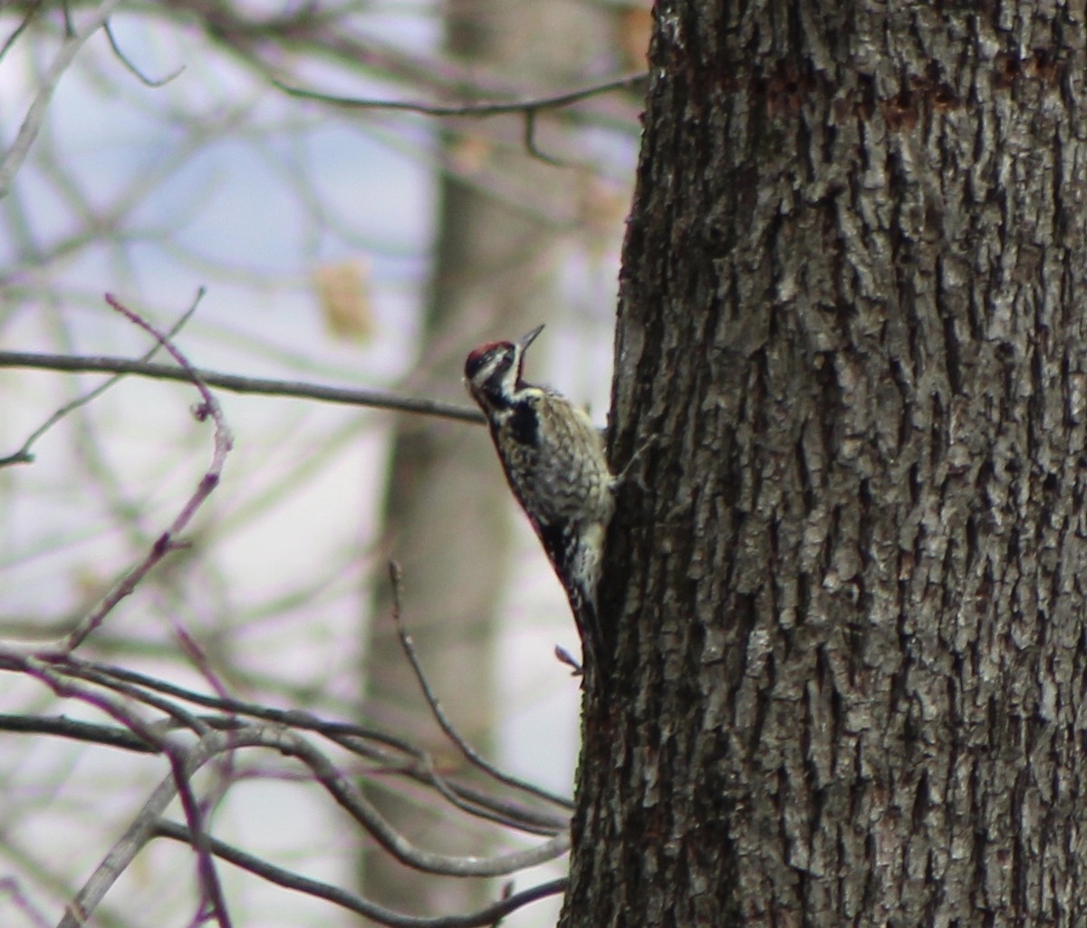 Yellow-bellied Sapsucker - ML213910391