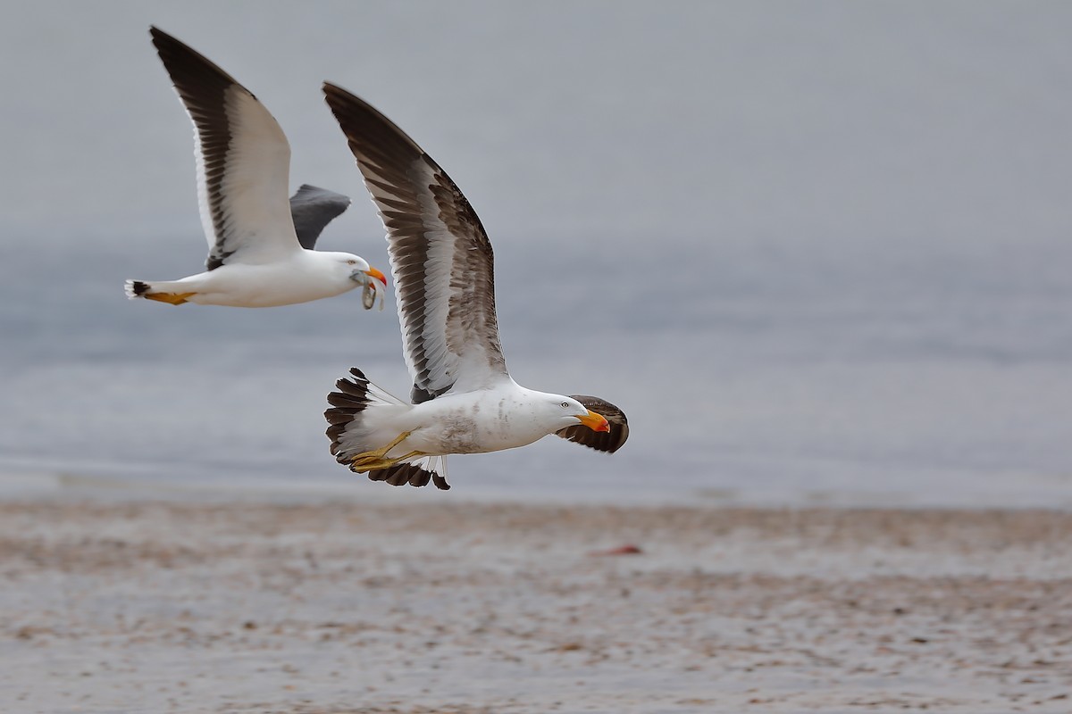 Pacific Gull - ML213910941